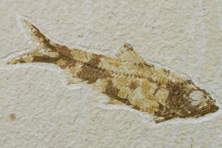 Fossil Fish (Knightia) - Wyoming #159534